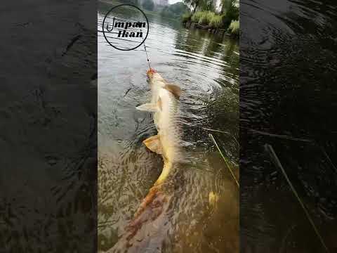 Apa alasanmu sering mengganti umpan saat mancing?