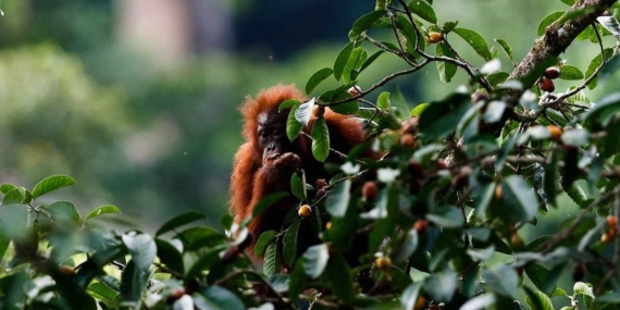 Eksplorasi Orang Utan dan Badak Jawa Masuk Daftar Wisata Satwa Liar Terbaik Dunia