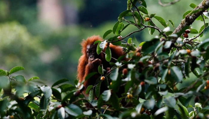 eksplorasi-orang-utan-dan-badak-jawa-masuk-daftar-wisata-satwa-liar-terbaik-dunia
