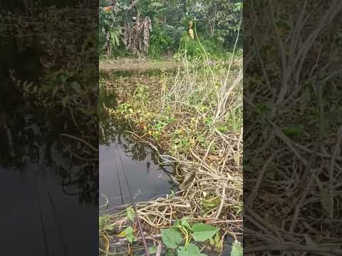 mancing nila🎣‼️ #mancing #mancingmania #fyp #mancingnila #shorts
