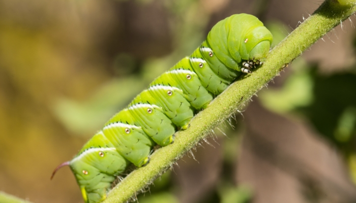 scientists-put-caterpillars-in-an-ultraquiet-chamber-to-learn-how-they-hear-without-ears