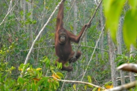 hutan-terbakar-mengusir-satwa-liar,-ri-perlu-siapkan-jalur-aman