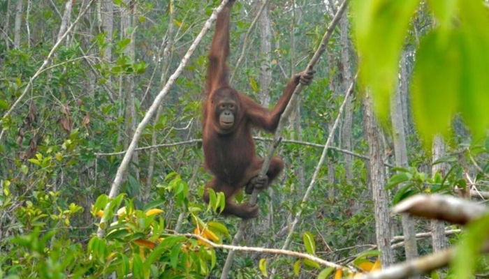 hutan-terbakar-mengusir-satwa-liar,-ri-perlu-siapkan-jalur-aman