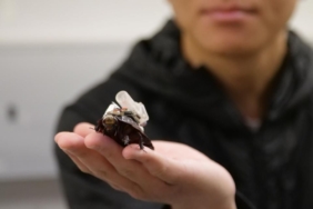 these-cyborg-cockroaches-could-save-your-life