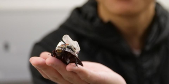 These Cyborg Cockroaches Could Save Your Life