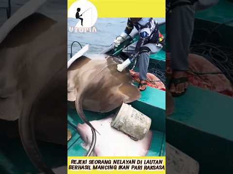 Mancing Ikan Pari Raksasa di Tengah Laut Berombak #shorts #youtubeshorts #youtube #viral #short