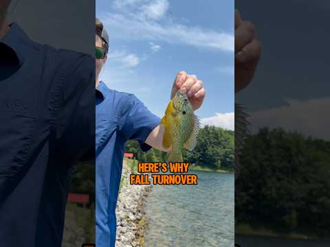WHY Fall Turnover Kills Fishing Success! 🎣 #shorts #fishing