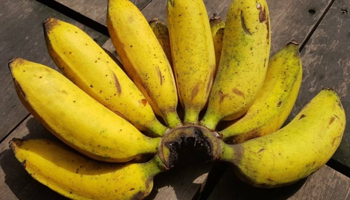 300-lebih-jenis-pisang-tersimpan-di-indonesia,-gen-unggulnya-diburu-untuk-hadapi-krisis-iklim