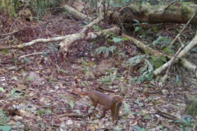 kucing-merah-yang-misterius-kembali-muncul-di-hutan-kalimantan-utara