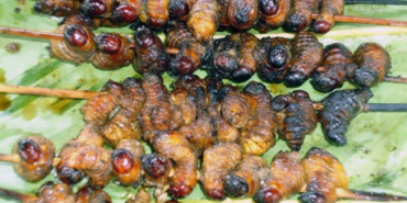 ulat-sagu-punya-protein-sampai-60%,-bisakah-jadi-sumber-pangan-masa-depan?