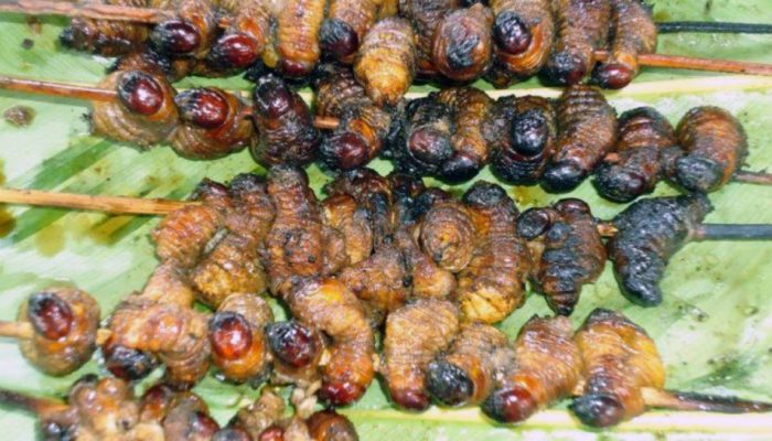 ulat-sagu-punya-protein-sampai-60%,-bisakah-jadi-sumber-pangan-masa-depan?