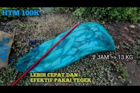 Sekali Lempar Langsung Point !! Cara Mancing Bandeng Termudah