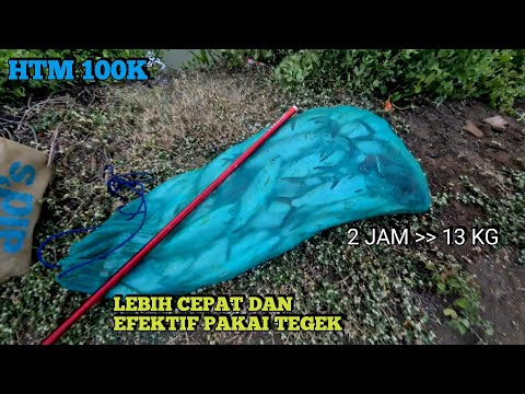Sekali Lempar Langsung Point !! Cara Mancing Bandeng Termudah