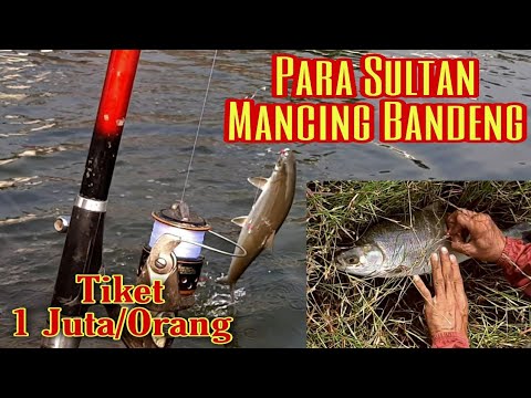 Tiket 1 juta per orang || Mancing bandeng babon
