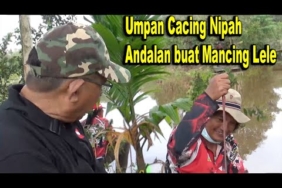 Mancing Lele Pake Cacing Nipah Anti Boncos