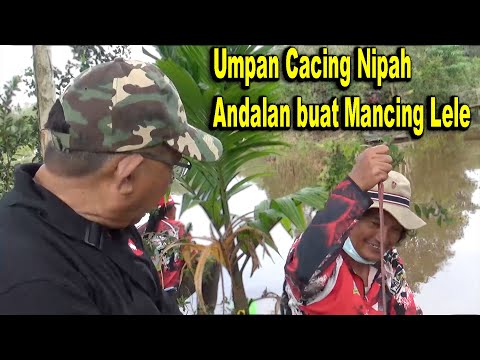 Mancing Lele Pake Cacing Nipah Anti Boncos