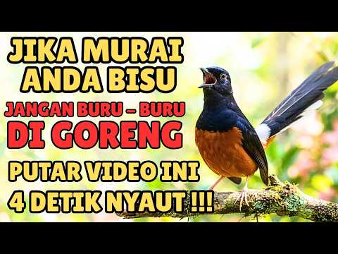 MASTERAN MURAI BATU TERBAIK SAAT INI – FULL ISIAN JUARA