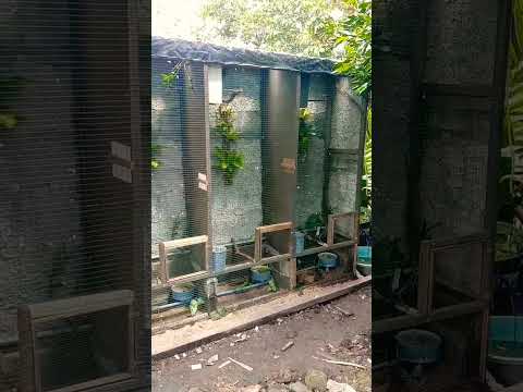 kandang burung #burungkicau #muraibatu #kacer