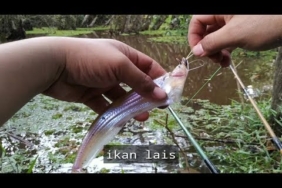 Cara mancing ikan lais ada tehniknya || umpan cacing