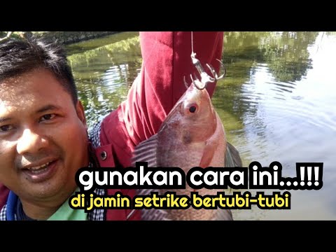 MANCING NILA DENGAN TEKNIK GARONG DI JAMIN PUAS…!!