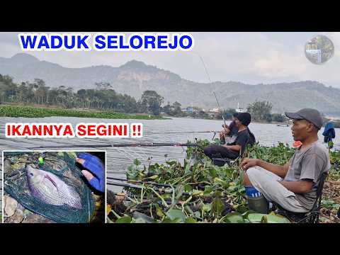 TERNYATA DI SPOT INI IKAN NILANYA SEGINI !! Mancing Nila Waduk Selorejo Ngantang