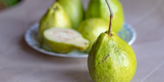 Kisah Jambu Adik dan Tupai, Cerita Rakyat dari Lampung