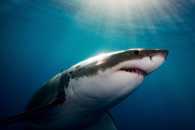 why-it-seems-like-great-white-sharks-are-overrunning-maine