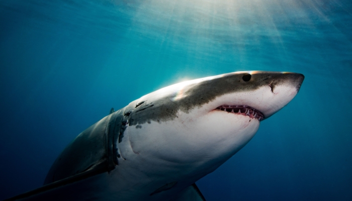 why-it-seems-like-great-white-sharks-are-overrunning-maine