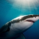 why-it-seems-like-great-white-sharks-are-overrunning-maine