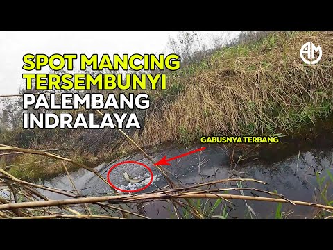 GABUSNYA TERBANG !! Spot Mancing Rawa Jalan Lurus Palembang Indralaya…
