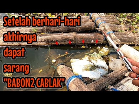 AKHIRNYA NEMU SARANG BABON ‼️ LANJUT EXPLORE LAPAK CERI || mancing ikan red devil NAHOL MANIA