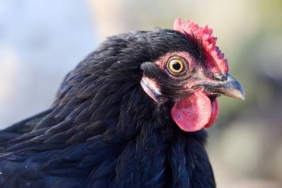 kisah-ayam-hitam-dan-musang,-cerita-rakyat-dari-lampung