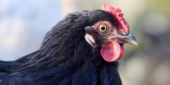 Kisah Ayam Hitam dan Musang, Cerita Rakyat dari Lampung