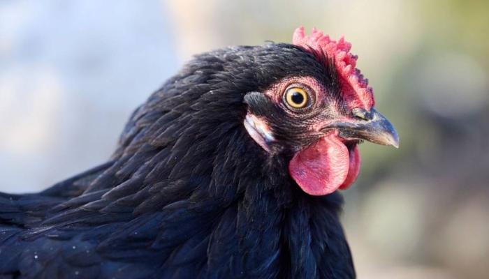 kisah-ayam-hitam-dan-musang,-cerita-rakyat-dari-lampung