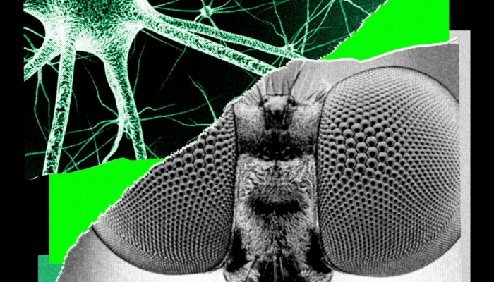 i-trained-a-fly’s-brain-to-generate-wired-story-ideas