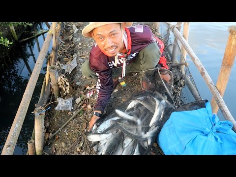 Mancing Bandeng Kamal Muara | mancing bandeng harian