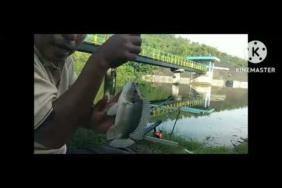 Umpan Sakti //Singkong untuk mancing ikan nila babon