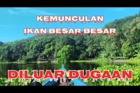 Mancing cirata lengkeng zero