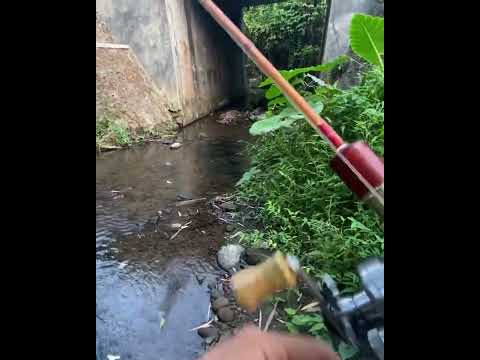 me ngotes ria bersama tokos andalan  lanjut nyore cari “nila kodok” part 2 #fishing #viral #fish