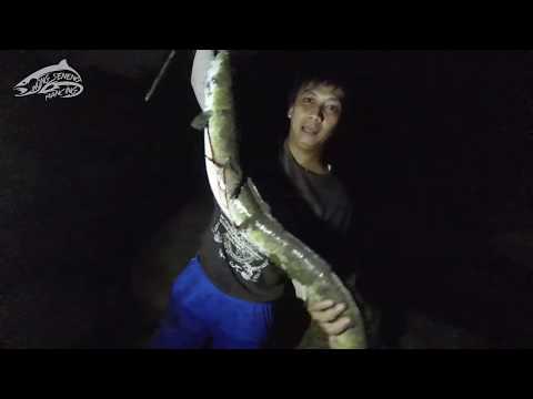 Mancing ikan sidat monster malam hari di sungai progo – lomba mancing sidat jogja 2019