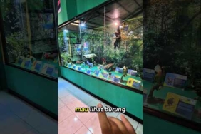 mau lihat burung kicau mania