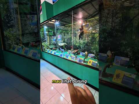 mau lihat burung kicau mania