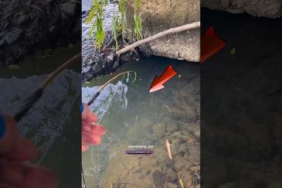 spot baru umpan baru cocok gacor #fishing #mancing #mancingmania #shorts
