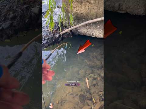 spot baru umpan baru cocok gacor #fishing #mancing #mancingmania #shorts