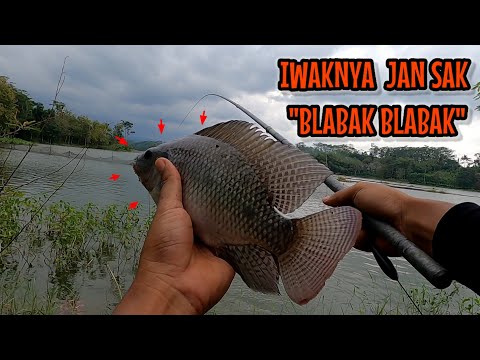 BUAT BOLO BOLO YANG SERING BONCOS COBAIN MANCING KESINI ‼️