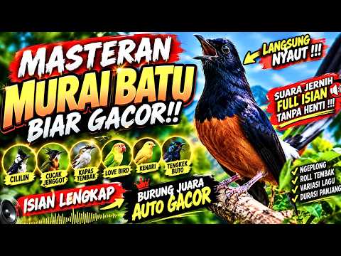 MASTERAN TOP GLOBAL!! MASTERAN Untuk Burung LOMBA – BIKIN GACOR DAN FIGHTER