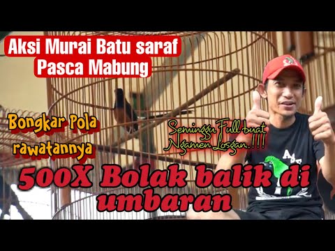 MURAI BATU SARAF TAMPIL CIAMIK PASCA MABUNG / BONGKAR RAWATAN HARIANNYA / SEMINGGU FULL NGAMEN /