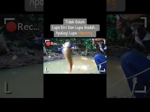 strike ikan wader babon #mancing #mancingmania #shorts