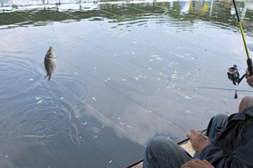 umpan-air-tawar-:-racikan-umpan-ikan-mas-lomba-pelampungan