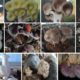 ternyata-cuma-10-persen-jamur-dunia-yang-bisa-dimakan,-indonesia-punya-peluang-besar
